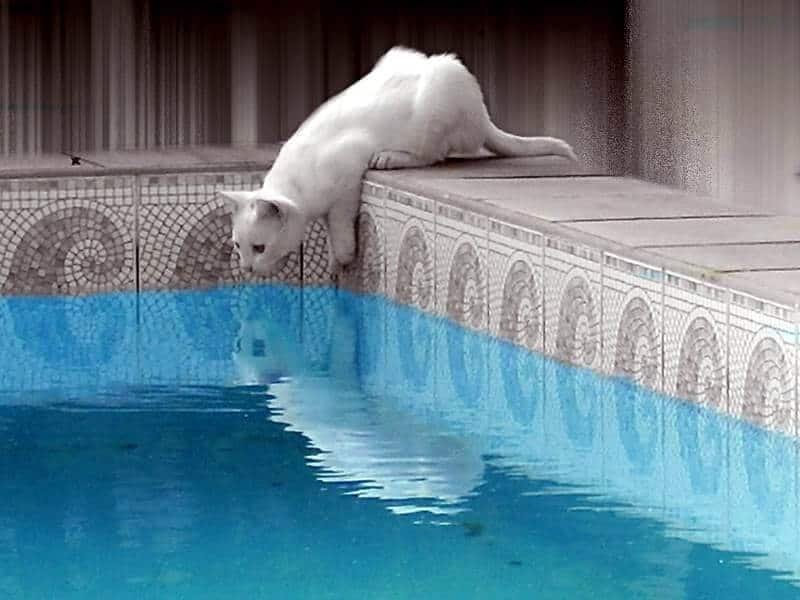 34 Top Images Can Cats Swim Naturally : 21 Things You Can Do To Beat The Saudi Summer Heat ...